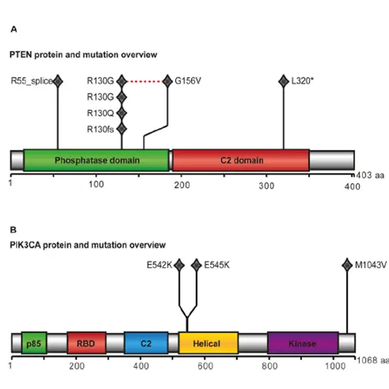 PTEN Gene Sequencing